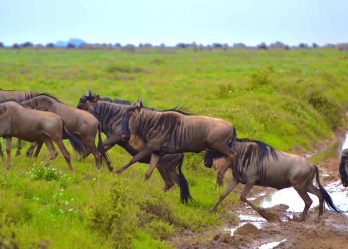 2 Days Tour Maasai Village Tour (Olpopongi Village)2
