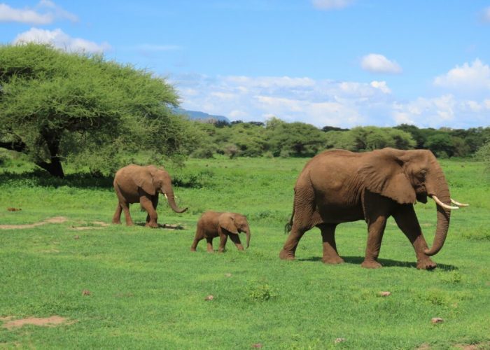 2 Days Tour Maasai Village Tour (Olpopongi Village)5