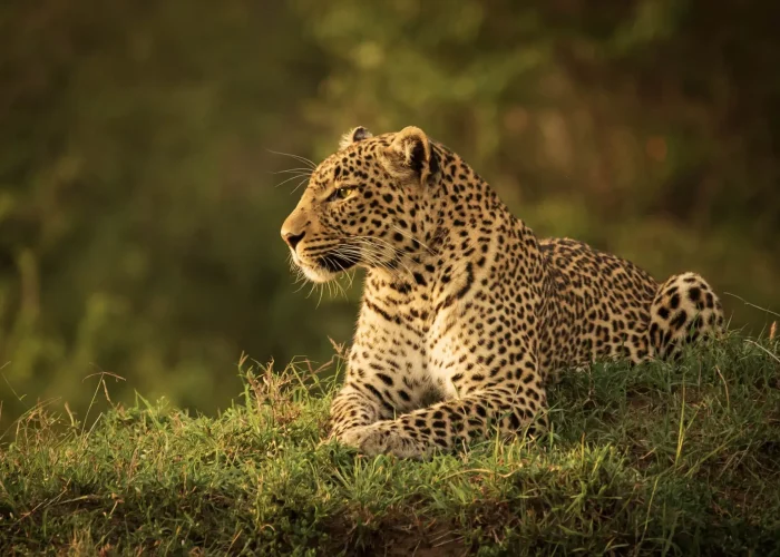 3 Days Wildlife Escape to the Heart of Masai Mara2 (1)