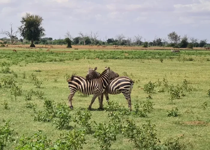 3 Days Wildlife Escape to the Heart of Masai Mara3 (1)