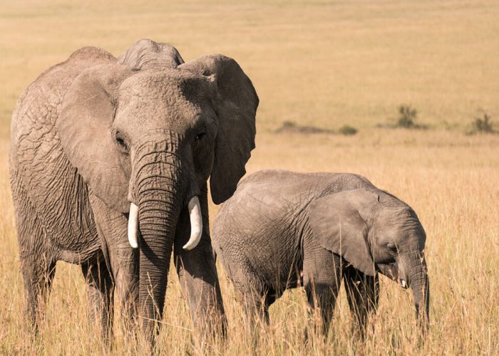 7-days-safari-to-amboseli-national-park (1)
