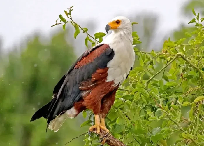 African-Fish-Eagle (1)