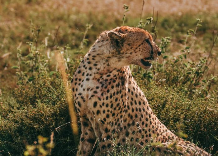 Game drives in Samburu, (1)