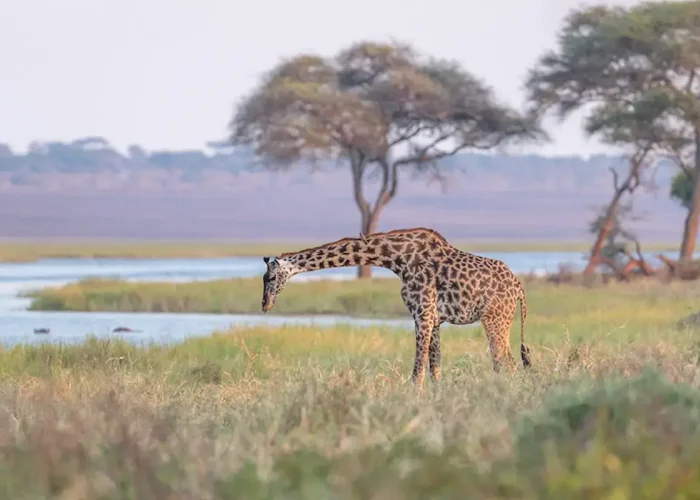 Giraffe-in-Selous-Game-Reserve (1)