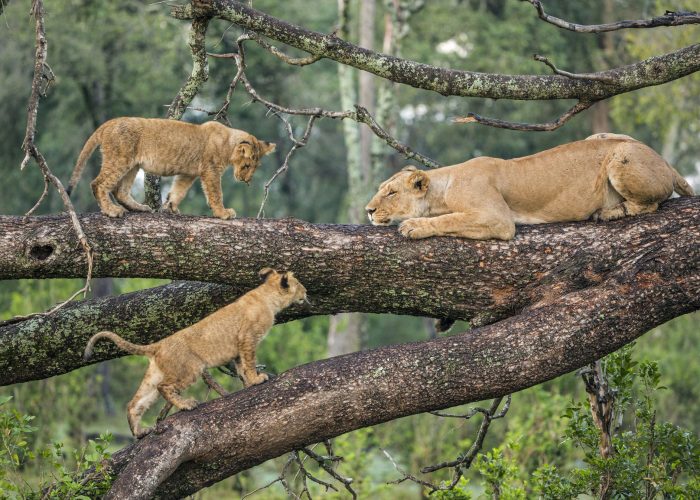 LAKE-MANYARA-TARANGIRE-LIONSS