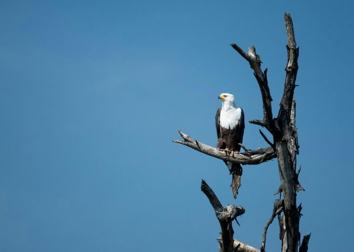 Lake Naivasha birdss (1)