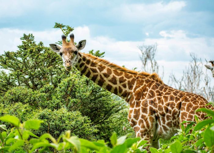 Lake Naivasha girrafe (1)