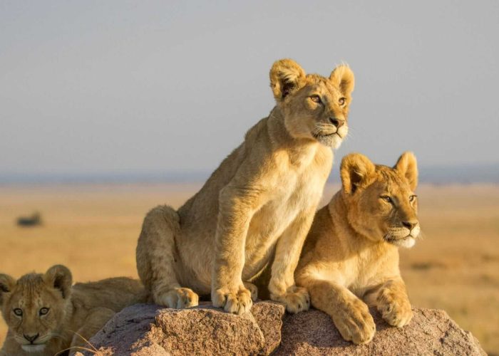 Lion-Cubs-in-Serengeti- (1)