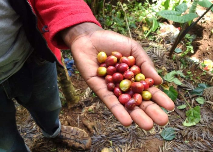 Materuni Coffee and waterfall Day Trip1 (1)
