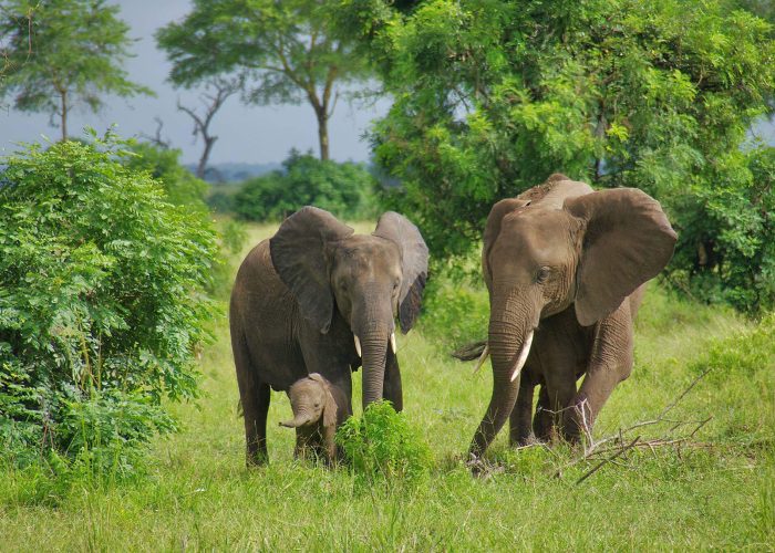 Mikumi_National_Park_Elephants (1)