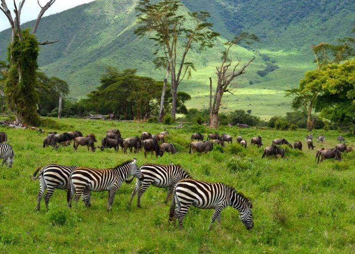 Ngorongoro-Conservation-Area (1)