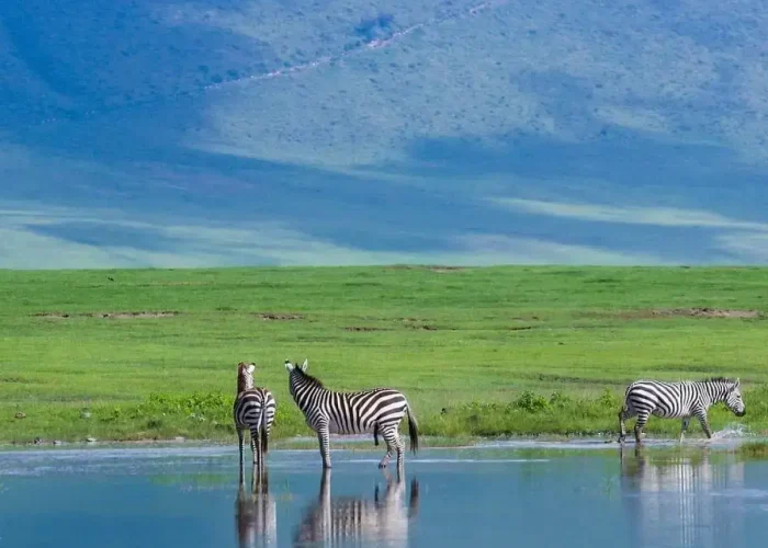 Ngorongoro-Conservation-Area-Zebras-Grazing-around-the-crater (1)