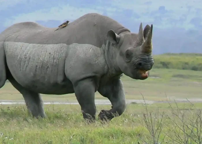 Ngorongoro-Crater-Rhino (1)