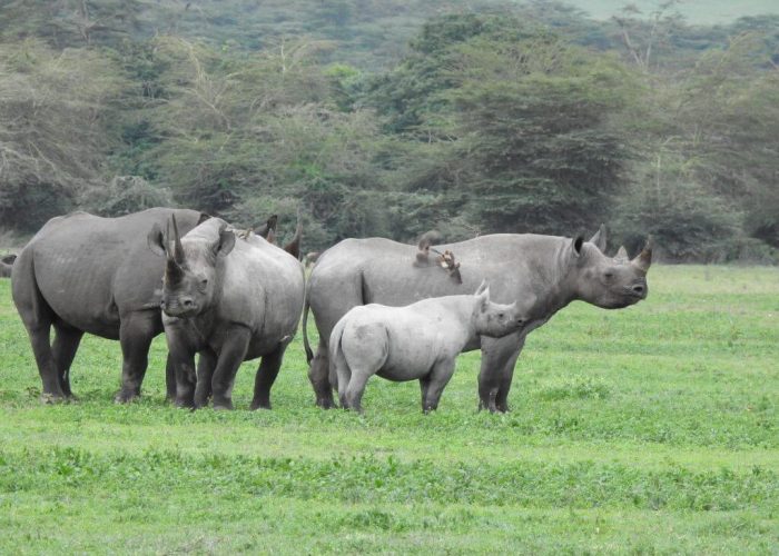Ngorongoro Safari rhino (1)