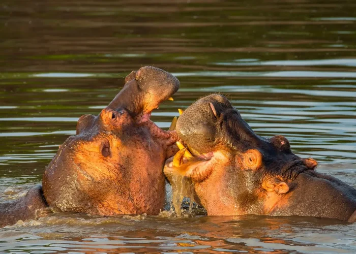 Ngorongoro-hippo (1)