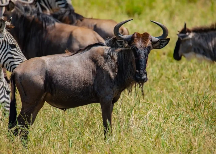 Ngorongoro-wildebeest (1)