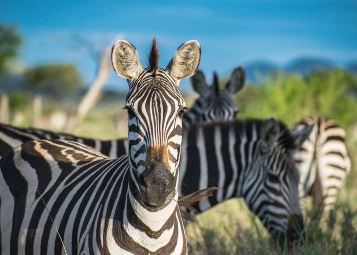 Ngorongoro-zebra (1)