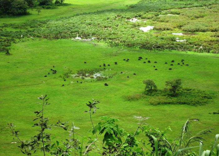 Ngurdoto_Crater_Arusha_National_Park_ (1)