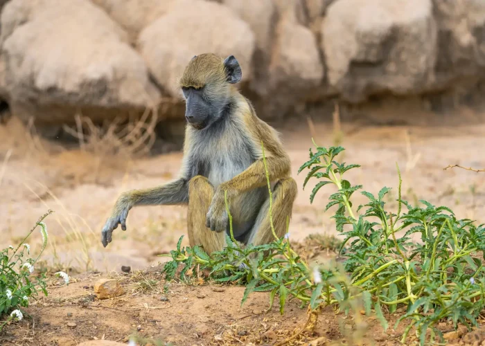 Nyerere-National-Park-9 (1)