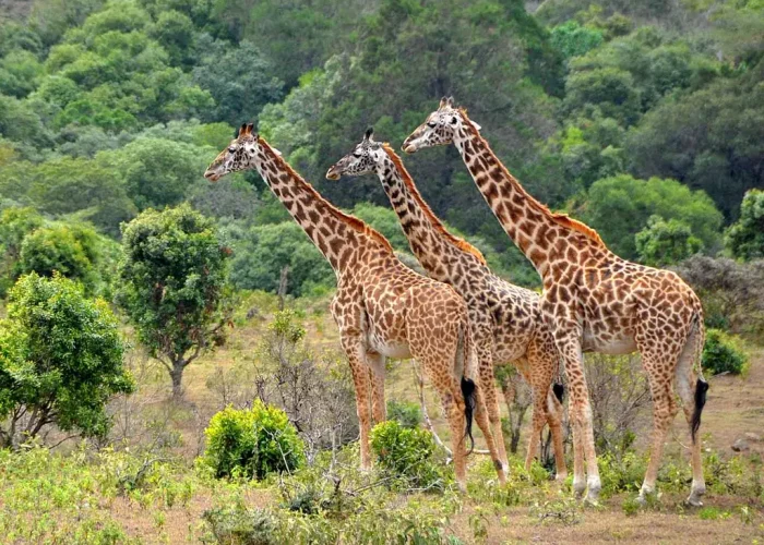 Nyerere National Park Day trip (1)