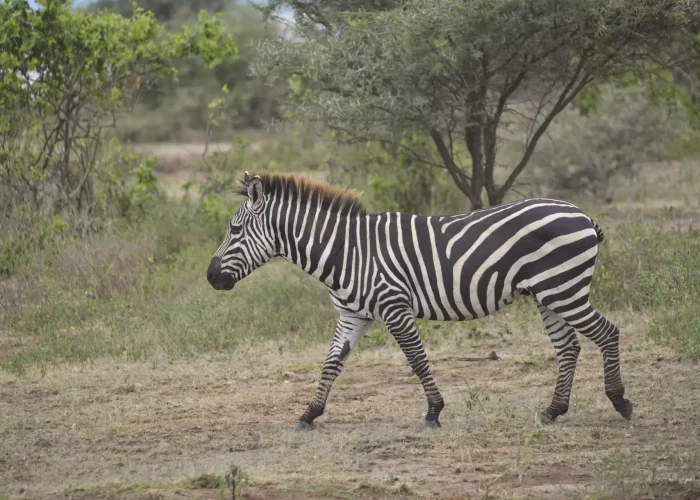 Nyerere National Park Day trip2 (1)