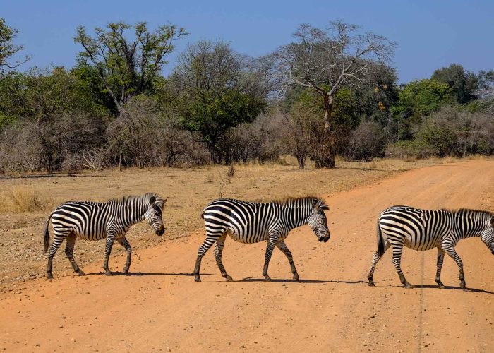 Nyerere-Ruaha-Mikumi-National-Park (1)