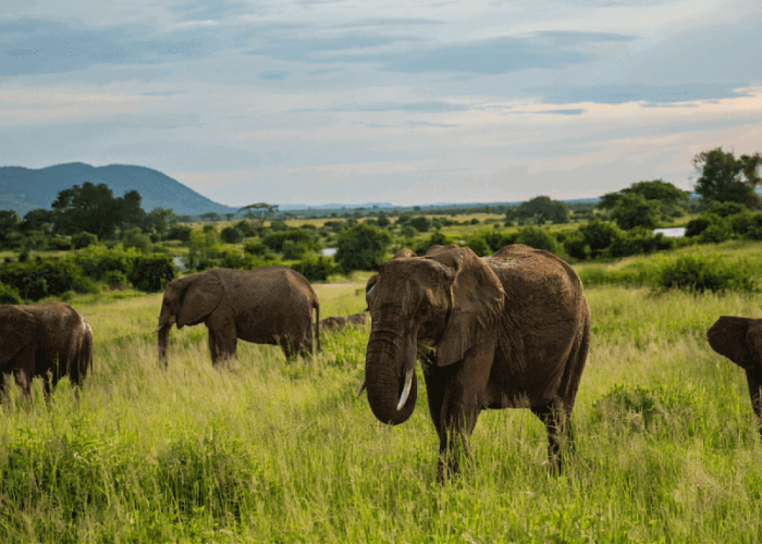 Ruaha National Park (2) (1) (1)