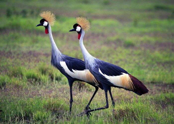 Ruaha National Park birdlife (1)