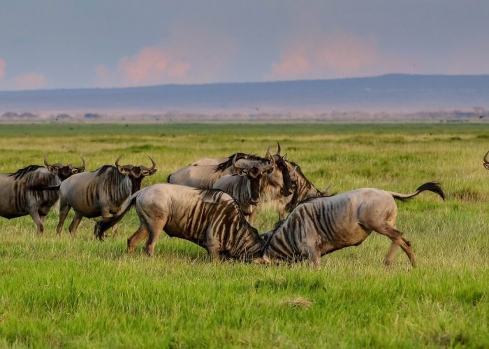 Tanzania-safari-to-Serengeti-National-Park (1)