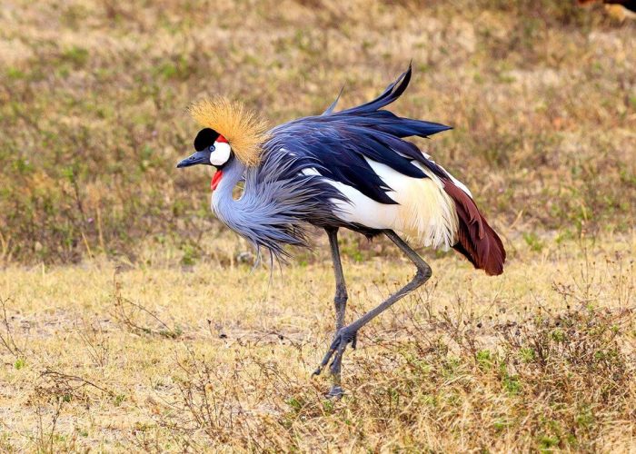 TanzaniaNgorongoroCrater (1)