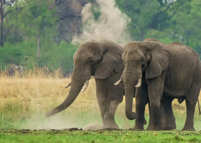 Tarangire-National-Park-Tanzanias- (1)