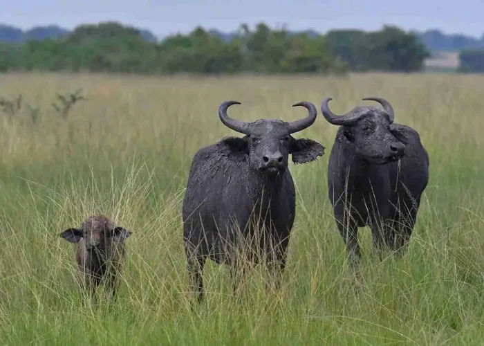 The-African-Buffalo-0 (1)