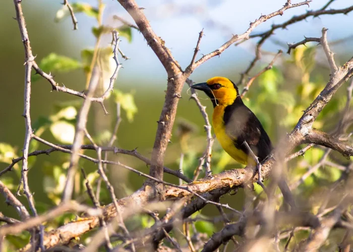 Tour Tarangire and Ngorongoro Safari (1)