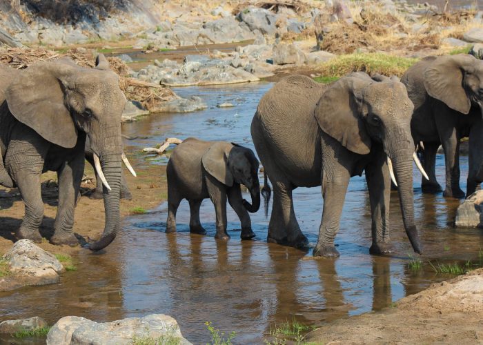 Tsavo West National Park0 (1)