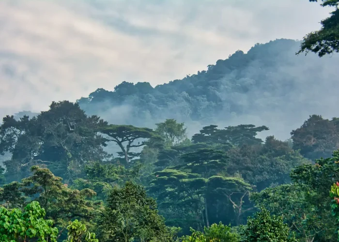 Udzungwa-Mountains-National-Park (1)