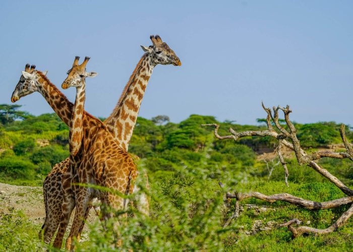 Udzungwa Mountains National Park2 (1)