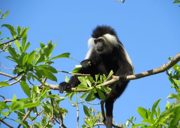 Udzungwa Mountains National Park3 (1)