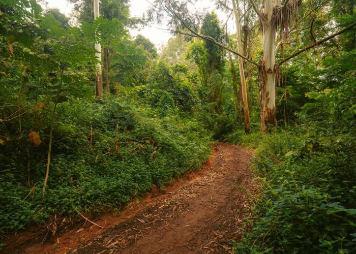 Usambara-Mountains-Hike (1)