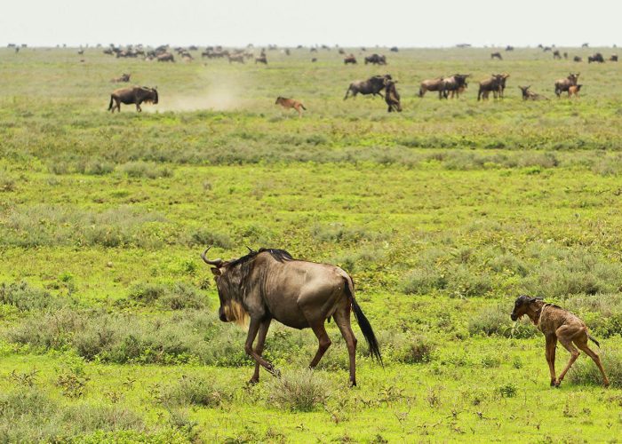 WILDEBEEST_ (1)