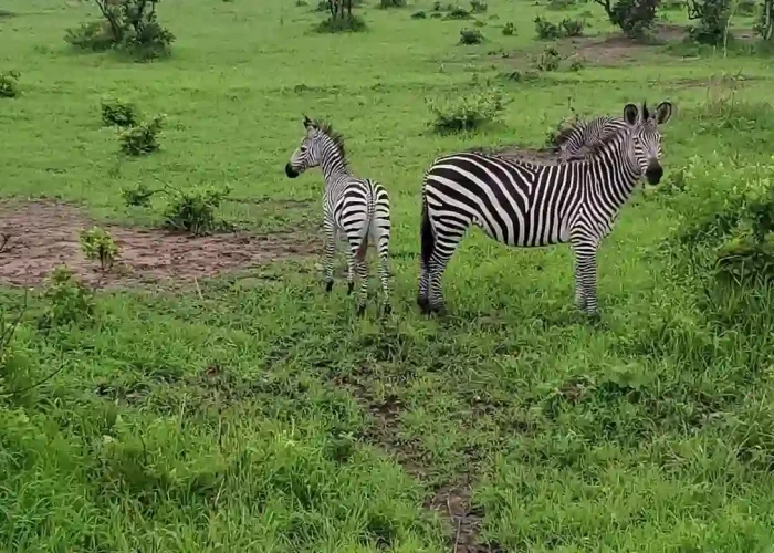 Zebras-Grazing-at-Mikumi-National-Park (1)
