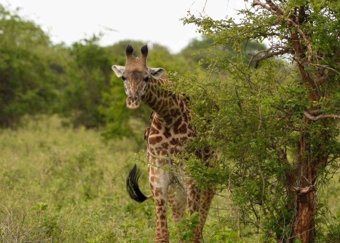 ake-manyara-national-park (1)