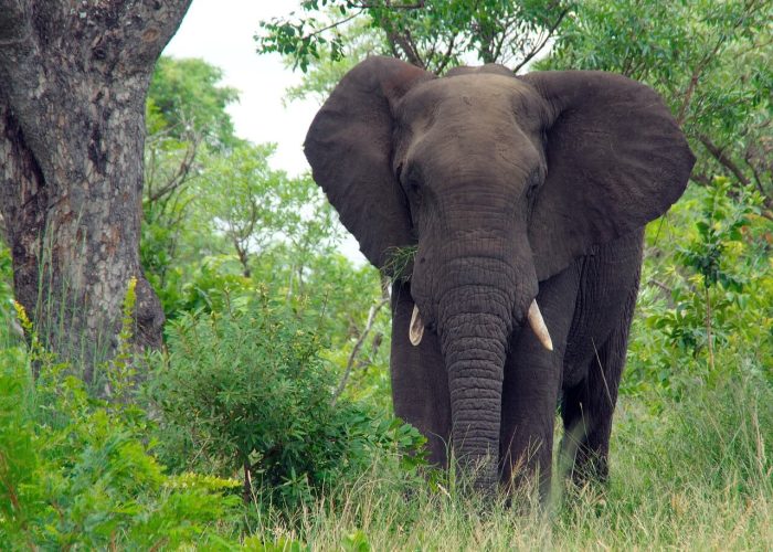 amboseli elephants (1)