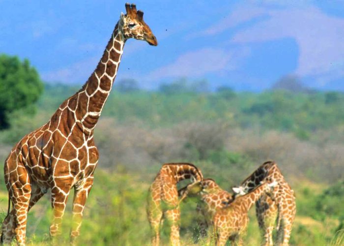 amboseli giraffe (1)