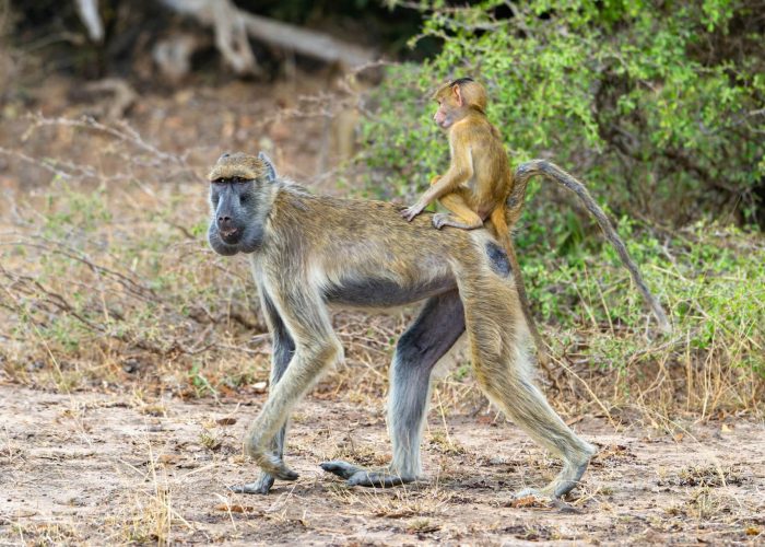 amboseli national park (2)