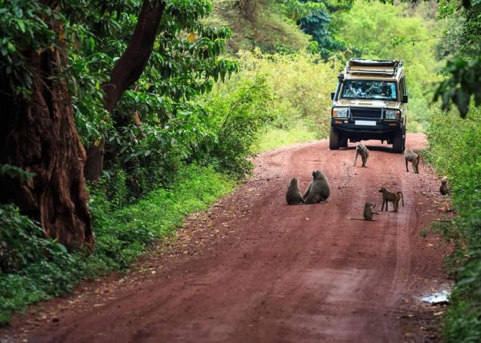 baboon in manyara (1) (1)