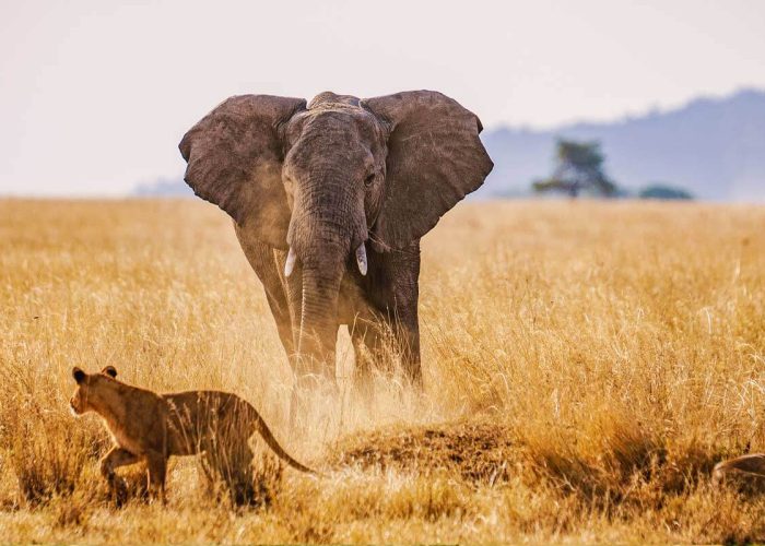 big-5-wildlife-safari-in-Tanzania (1)