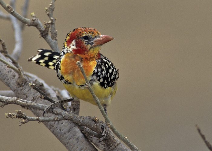 bird life in tarangire (1)
