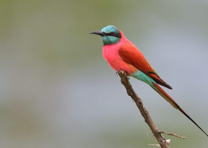 birdlife ibn saaadani (1)