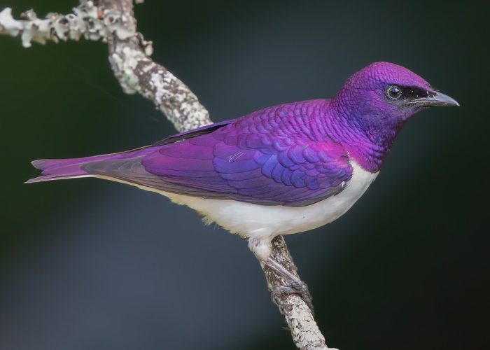 birdlife in arusha np (1)