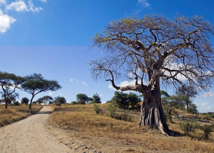 boabab tree in tarangire np (1) (1)